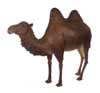 Large Camel