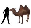 Large Camel