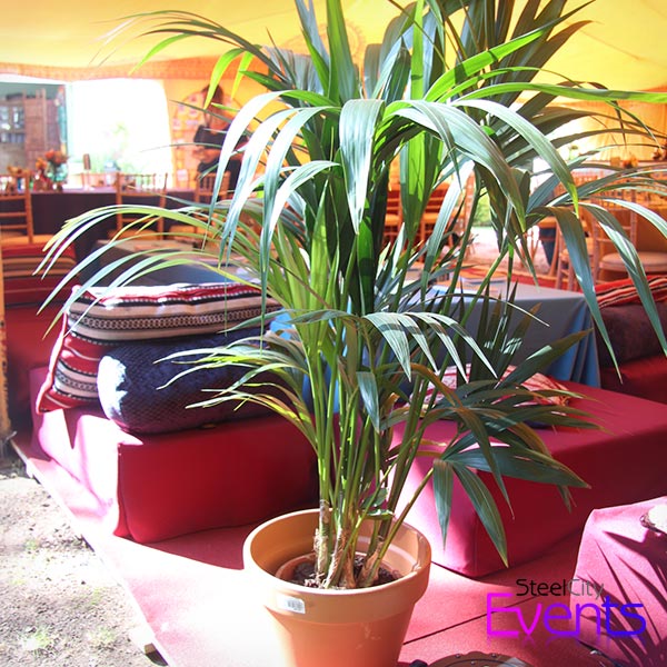 Potted Palms Trees (Living)